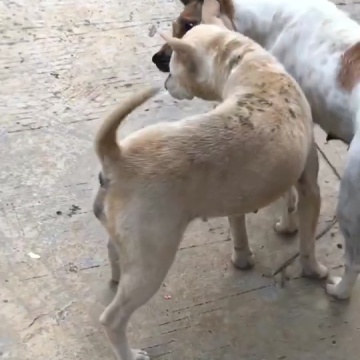 广西土猎犬