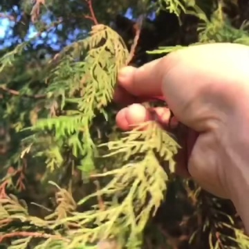 侧柏叶煮水洗头