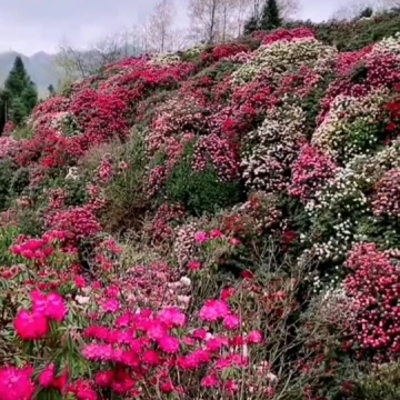 百里杜鹃风景区