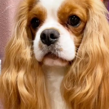 骑士查理王小猎犬