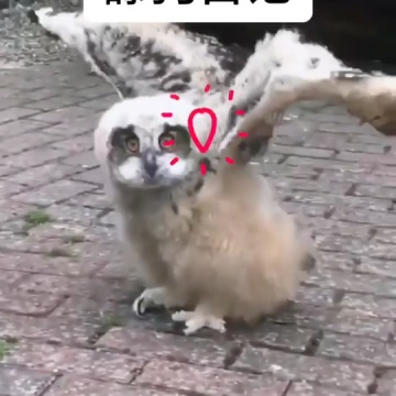 动物迷惑行为