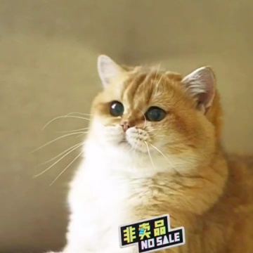 可爱小猫咪