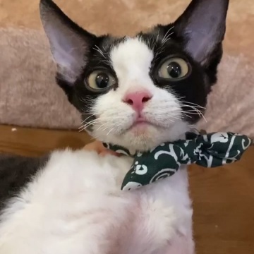 德文卷毛猫