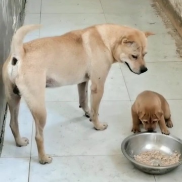 喜欢中华田园犬请关注