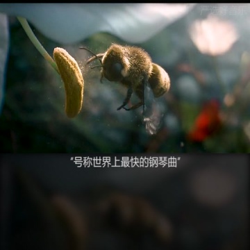 野蜂飞舞