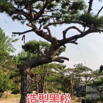 造型黑松