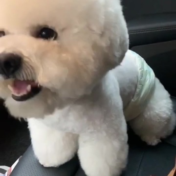 比熊比熊比熊比熊