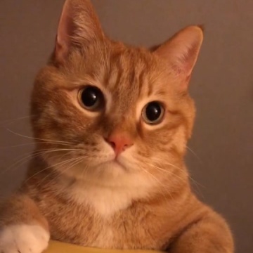 中华田园猫