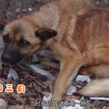 保护中华田园犬