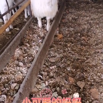 农村养殖创业