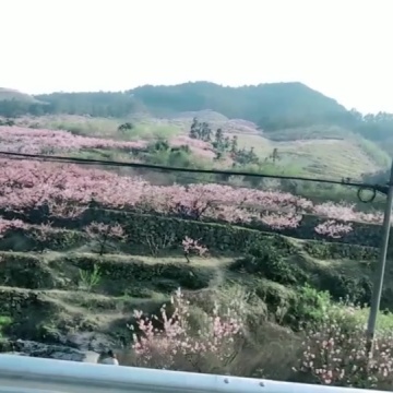 桃花坞