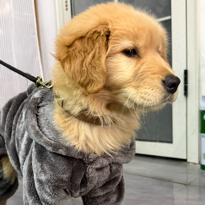 幼犬旺旺交流3 群聊头像
