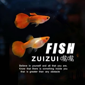 嘴嘴孔雀鱼 群聊头像