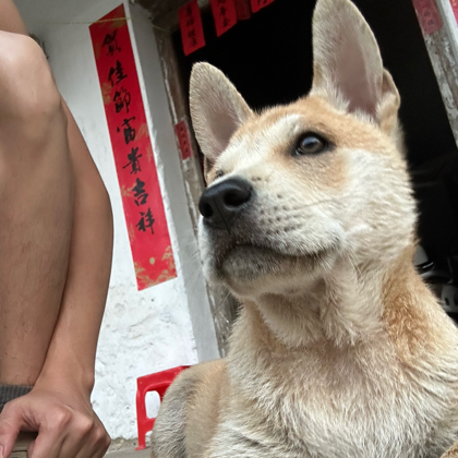 中华田园犬交流群 群聊头像