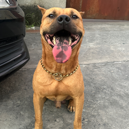 爱犬俱乐部 群聊头像