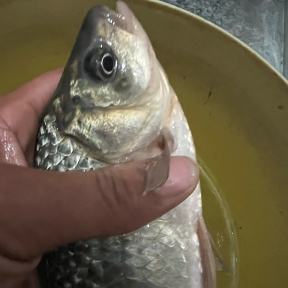 嘉善周边野钓🐟鲢鳙🎣 群聊头像