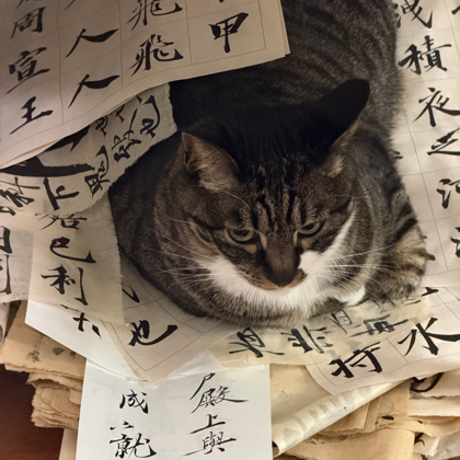 书友交流群 群聊头像