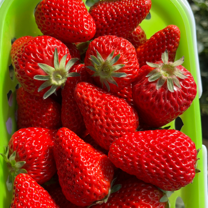 刘百万草莓🍓交流 群聊头像