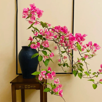 🌹小刘爱养花日常养护2 群聊头像