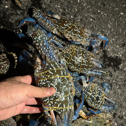 深惠赶海潜水交流群 群聊头像
