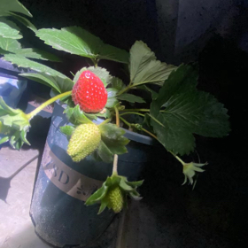 楼顶阳台种植交流群 群聊头像
