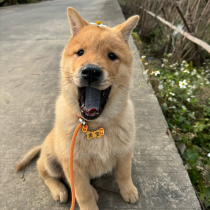 好朋狗一辈子🐕 群聊头像