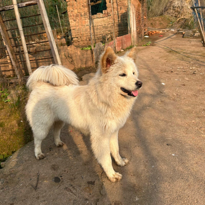 田园犬 群聊头像