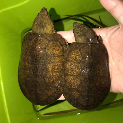 鹰嘴狂热爱好者（2） 群聊头像