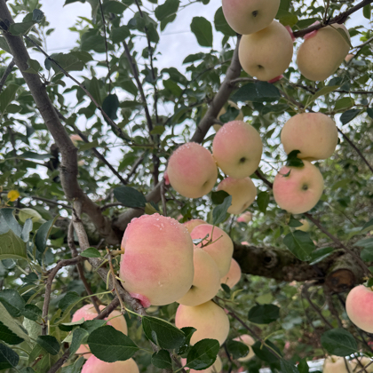 果农信息交流群 群聊头像