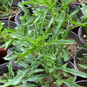 翠花爱花花群 群聊头像
