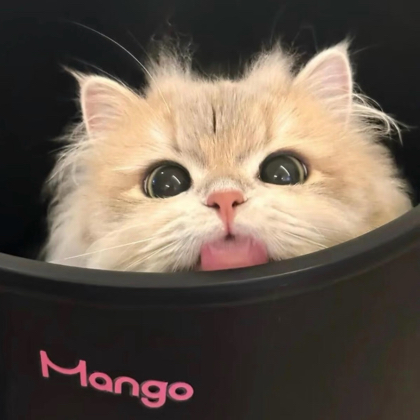 豹豹猫猫🥰 群聊头像