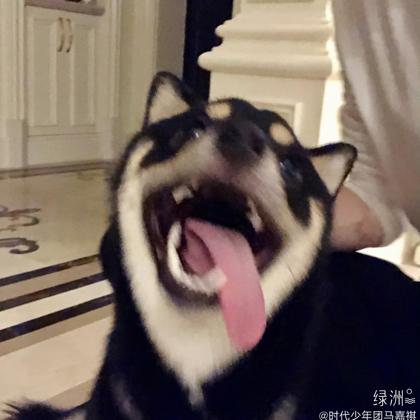 芙祺乐园 群聊头像