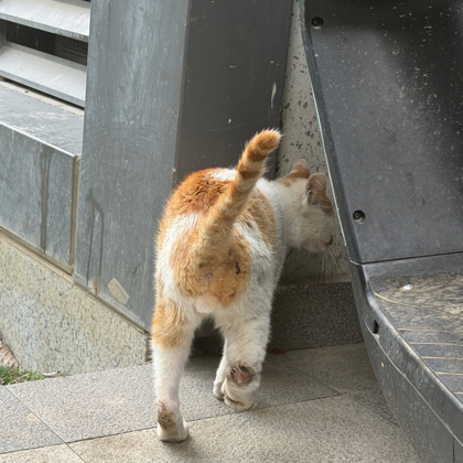 瘸腿流浪小橘白救助🐱 群聊头像