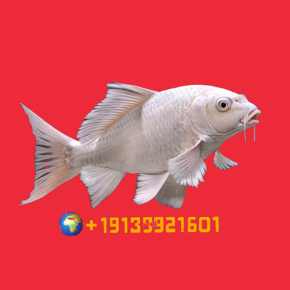 养鱼俱乐部 群聊头像