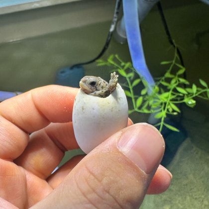 龟友入坑探讨地 群聊头像