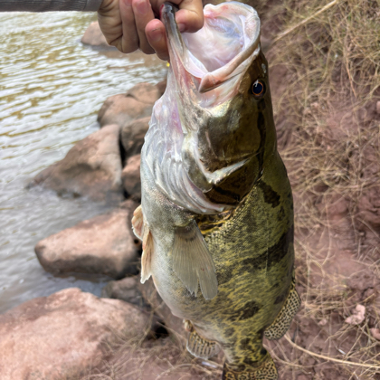 🎣路亚交流群（肆木） 群聊头像