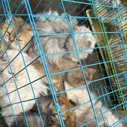 宠物市场救助无偿领养 群聊头像