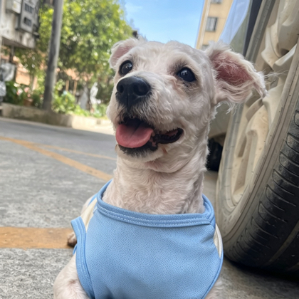 崽崽日常交流群 群聊头像