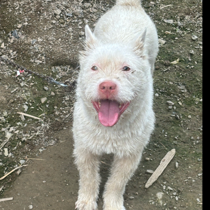 下司犬交流 群聊头像