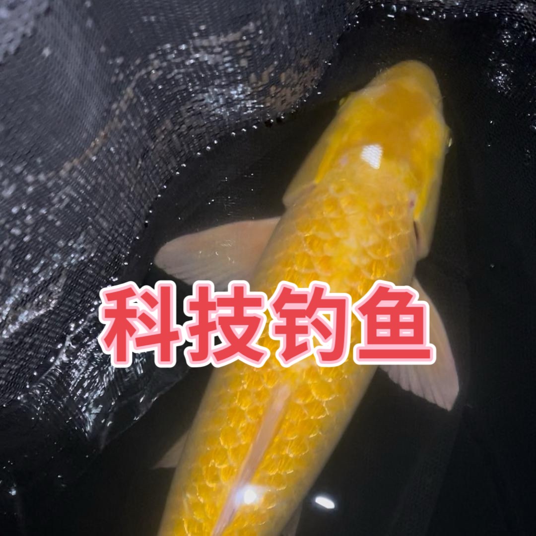 科技钓鱼1 群聊头像