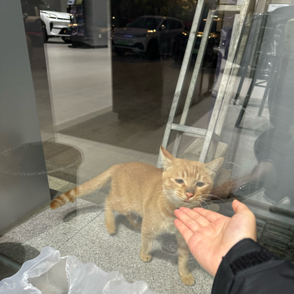 昆明流浪小橘猫救助 群聊头像