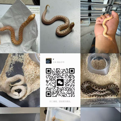 小王爬宠交流群 群聊头像