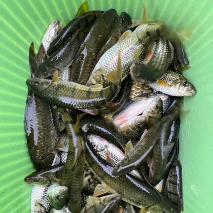 探钓溪石斑 群聊头像