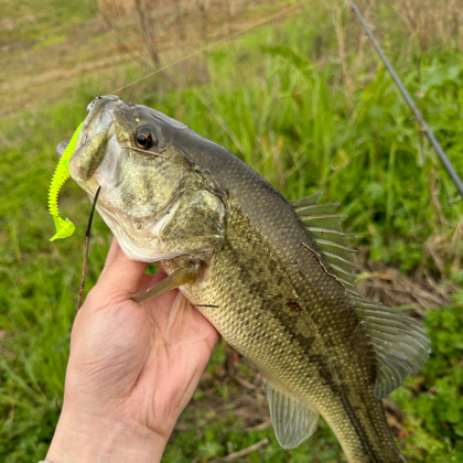 锦言🎣路亚钓点分享 群聊头像