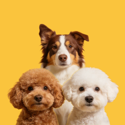 内蒙古🐶🐾猫狗宠物交流群🐾🐱 群聊头像
