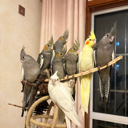 小鸡🐥家长群 群聊头像