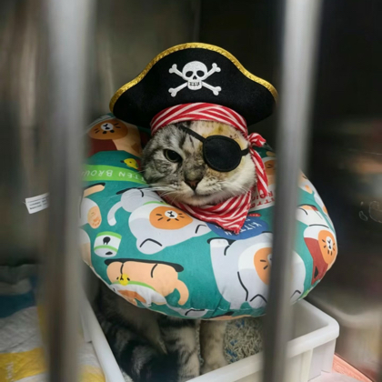 救救猫咪眼睛 群聊头像