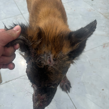 马犬治病众筹 群聊头像