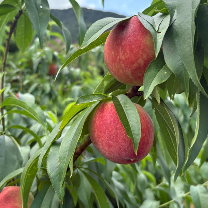 山野寻桃小分队🍑 群聊头像