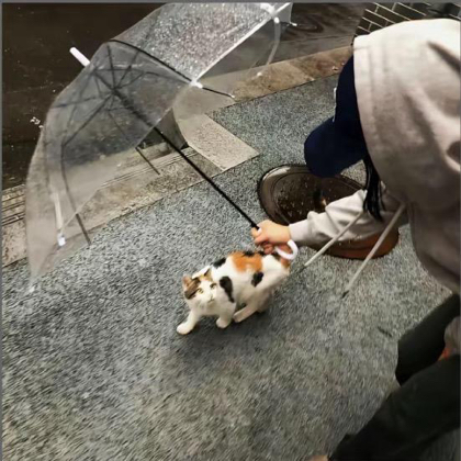 椰果 群聊头像